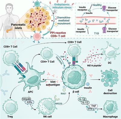 Autoimmune CD8+ T cells in type 1 diabetes: from single-cell RNA sequencing to T-cell receptor redirection